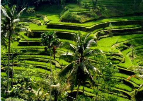 Tegallalang rice terraces near Ubud